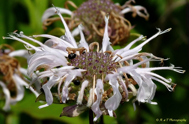 {Monarda fistulosa var. fistulosa}